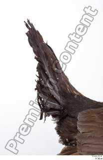 Western capercaillie tail 0008.jpg